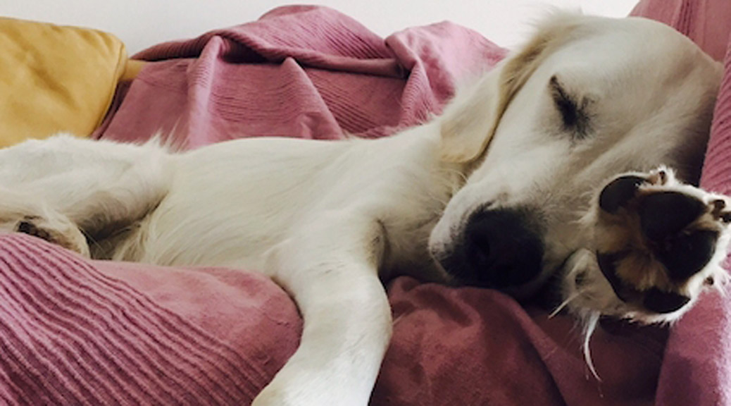Ella im Hundegeschichtentraumland (Bild: Marc B. Rey)