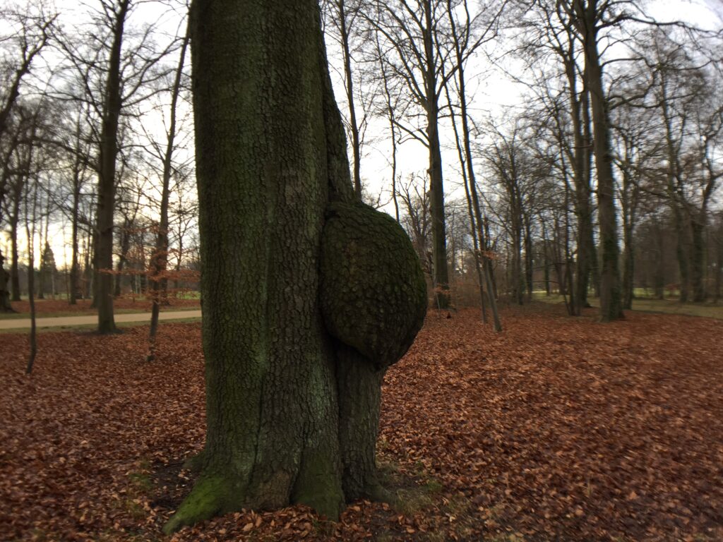 Ein schwangerer Baum, ca. im 7. Monat.